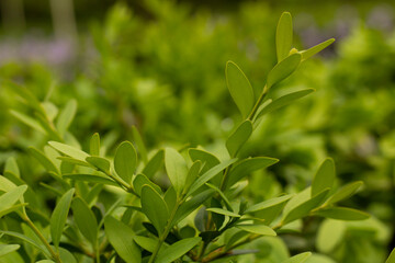 Fototapeta na wymiar close up of green leaves of Wintergreen Boxwood Buxus microphylla decorative bush into home garden