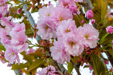 Sakura, Cherry blossom trees are in bloomin