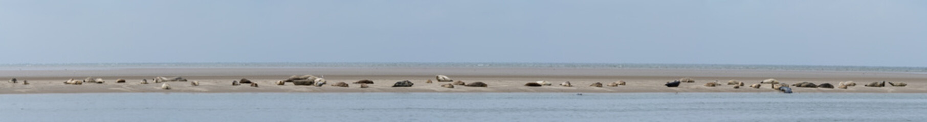 panorama view of a colony of common seals basking in the sun on a sand bar in western Denmark