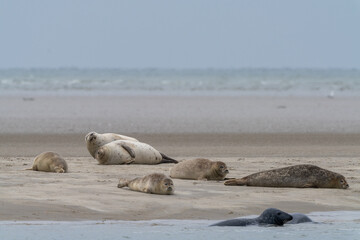 colony of common seals basking in the sun on a sand bar in western Denmark