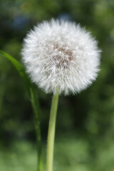 White, fluffy dandelion. Soft focus