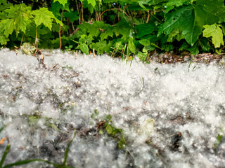 sehr viele Pappelpollen liegen am Wegesrand