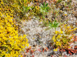 sehr viele Pappelpollen liegen am Wegesrand
