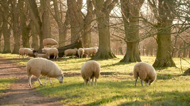 4K video clip showing flock of sheep grazing, eating grass walking in a field with trees and a fence on a farm in evening sunlight