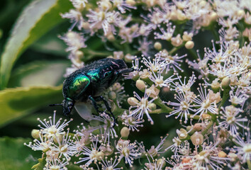 Green beetle on blooming climbing hydrangea.