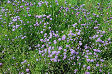 Meadow with blooming Allium schoenoprasum