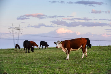 Cows grazing in the Pampas countryside