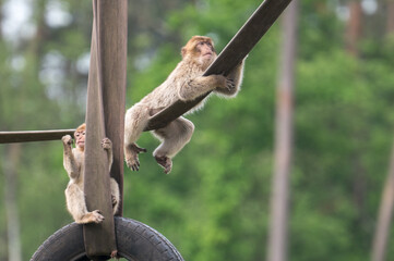 barbary monkeys engage in a zoo