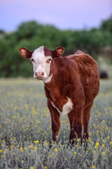 Cow looking at the camera, Entre Rios province, Argentina.