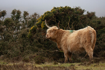 Highland cattle cow sheltering from the wind behind a bush on the moor.