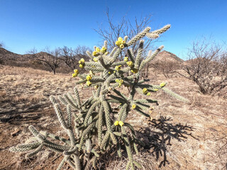 Cholla cactus (Cylindropuntia) in the morning sun, Arizona Trail, Arizona, U.S.A