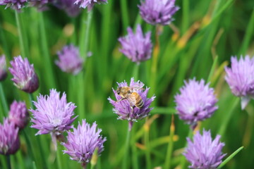 Obraz premium Bee at blooming Allium schoenoprasum