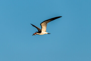 seagull in flight