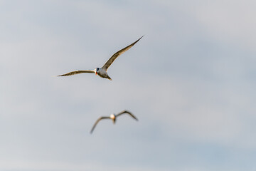 seagulls in flight