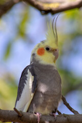Nymphicus hollandicus, a bird of the cockatoo family sitting on a branch in the wild.