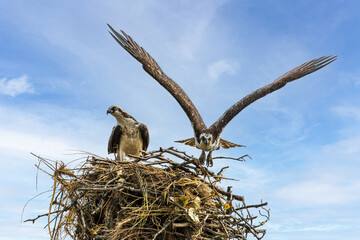 ospreys in nest