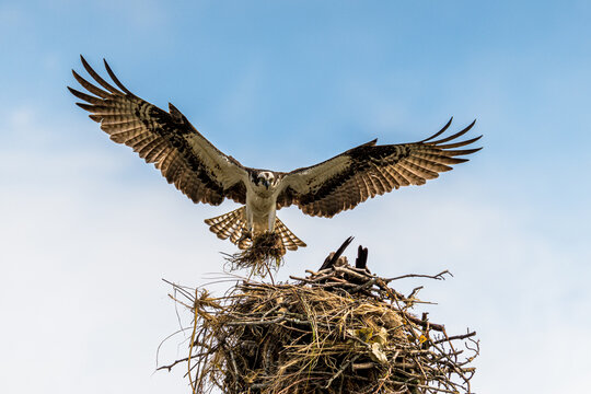 osprey landing in it's nest