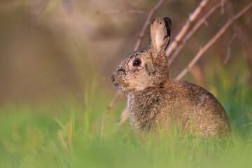 Wildkaninchen