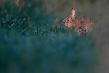 Fototapeta premium Wildkaninchen