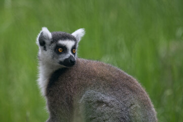 lemurs live and have fun in the zoo