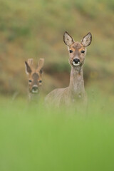 Ricke und Bock