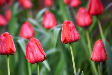 Red tulip flowers blooming in the garden