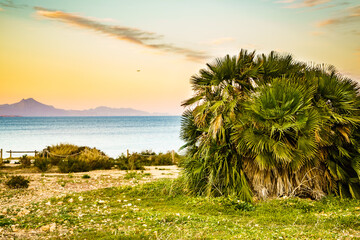 Fototapeta premium Coastal landscape with palm trees.