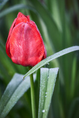 Fresh red tulip with morning dew drops on leaves.