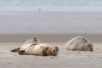 Naklejka premium close up view of common seals on the sand bank of Galgerev on Fano Island in western Denmark