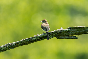Virginia Bird