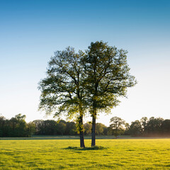 Trees Field Near Forest Twente