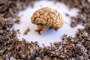 Champiñón seco rodeado por hojas de té secas