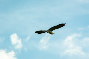 Virginia Bird