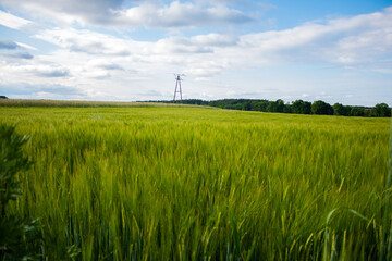 Fototapeta na wymiar green field on a background of the blue sky
