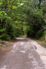 Obraz premium Country road in a mountain forest (Peloponnese, Greece)