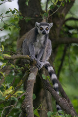 lemurs live and have fun in the zoo