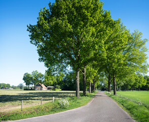 road with trees and summer flowers in area of twente in dutch province of overijssel between enschede and oldenzaal