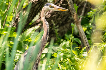 Great blue heron