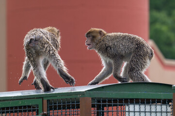barbary monkeys engage in a zoo
