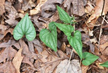 Green Heart-shaped Leaves