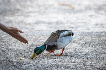 feeding a duck