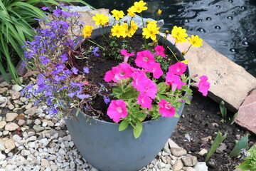 Gray flowerpot with purple, pink and yellow flowers in the garden