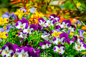 Pansy flowers, purple, yellow