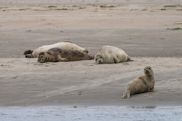 three common seals basking in the sun on a sandbank in the Wadden Sea