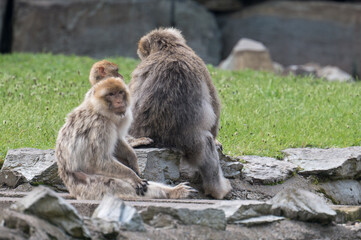 barbary monkeys engage in a zoo