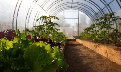 Organic cultivation of lettuce, vegetables in the greenhouse without chemical fertilizers. Close-up lettuce, tomatoes on the back, warm beds.