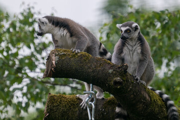 lemurs live and have fun in the zoo