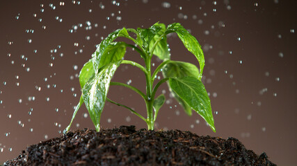Watering young plant leaves in detail.