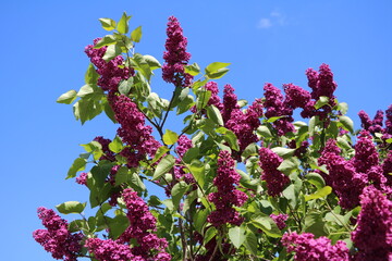 Blooming syringa vulgaris