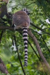 lemurs live and have fun in the zoo